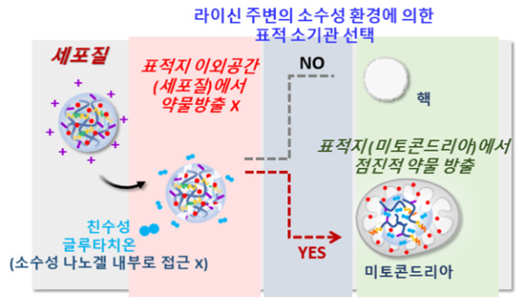 미토콘드리아로 약물을 정확히 전달·방출하는 나노겔이 개발됐다. [사진=한국연구재단]