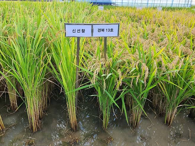 ‘구름찰’(오른쪽)과 ‘신선찰’ 비교 시험포. 사진제공=경북도농업기술원