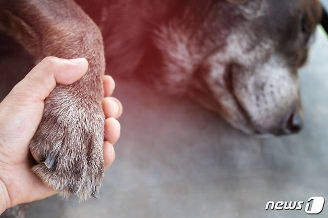 강아지와 사람(사진 이미지투데이) /뉴스1