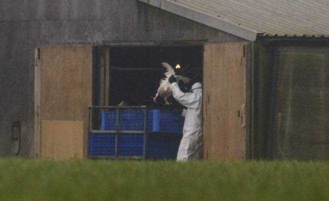 조류독감 바이러스가 발견된 영국 서퍽 홀튼에 위치한 버나드 매튜스 농장에서 요원들이 칠면조를 살처분하기 전에 카트로 옮기고 있다. 연합뉴스 제공