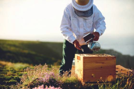 멸종 위기를 맞은 꿀벌을 지키기 위한 활동들. 사진 겔랑