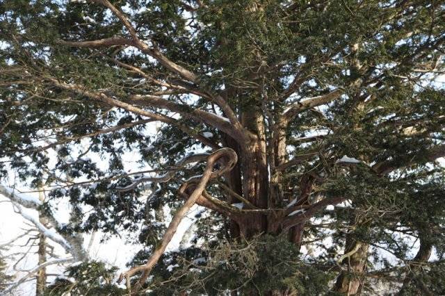 가지가 숫자 8처럼 꼬여있는 ‘8자 주목’.