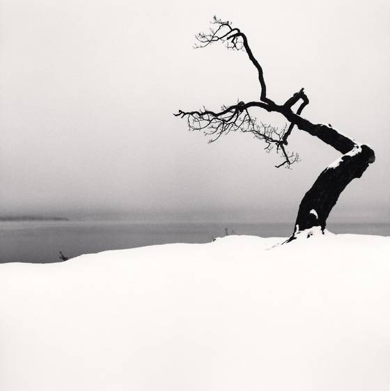 ‘쿠사로 호수 나무’ 시리즈, 일본 홋카이도, 2007년. [사진 마이클 케나]