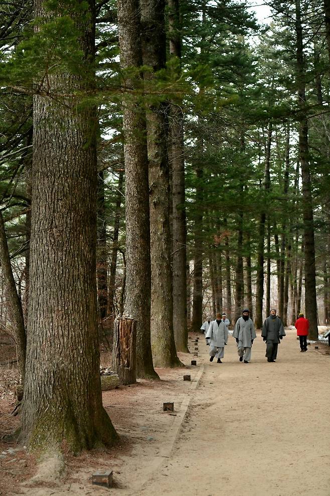 월정사 전나무숲길.