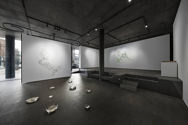 An installation view of "Nature Knows No Boundaries" at Pace Gallery in Seoul. (Pace Gallery)