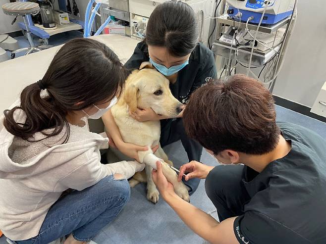 한국헌혈견협회에 속한 반려동물이 연계된 동물병원에서 헌혈하고 있는 모습. 협회에 따르면, 헌혈 캠페인에 동참한 반려동물은 건강검진 등의 혜택을 무료로 받을 수 있다(사진=한국헌혈견협회 제공)