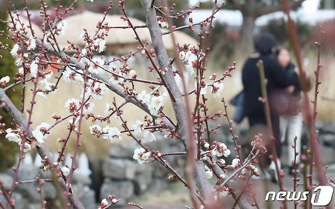 제주 서귀포시 남원읍 휴애리자연생활공원에 매화가 펴 시선을 사로잡고 있다. 2023.1.17/뉴스1 ⓒ News1 오현지 기자