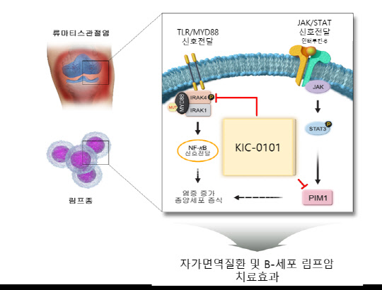 한국화학연구원은 류마티스 관절염과 림프암을 억제하는 데 효과적인 치료 후보물질 'KIC-0101'을 발굴했다.



화학연 제공