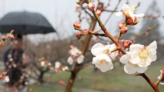 깜짝 봄날씨가 찾아온 지난달 13일 오전 제주 서귀포시 남원읍 휴애리 자연생활공원에 매화가 핀 모습. [연합뉴스]