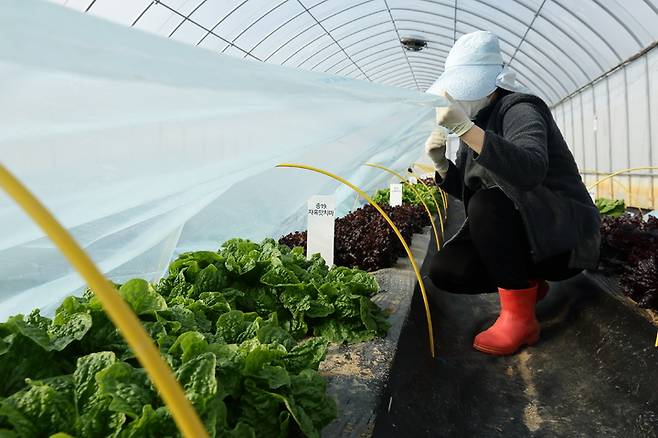 [세종=뉴시스] 온실 속 작물 생육온도 유지를 위해 비닐 덧 씌우기 작업을 하고 있다. (사진=농촌진흥청 제공)  *재판매 및 DB 금지