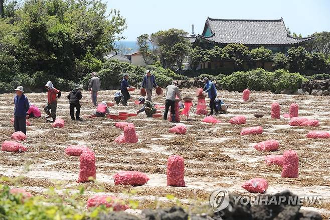 제주 마늘 수확 [연합뉴스 자료사진]