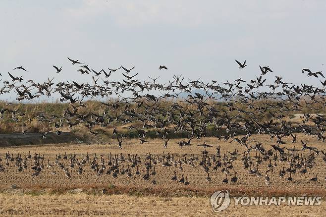 철새 도래지 [연합뉴스 자료사진]