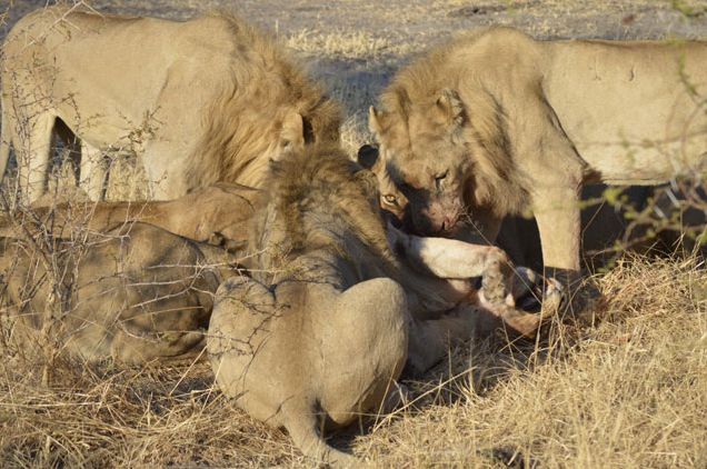 /blog.africageographic.com. sunsafari.com 아프리카 보츠와나의 몸보 캠프 부근에서 수사자들이 암사자를 먹어치우는 모습.