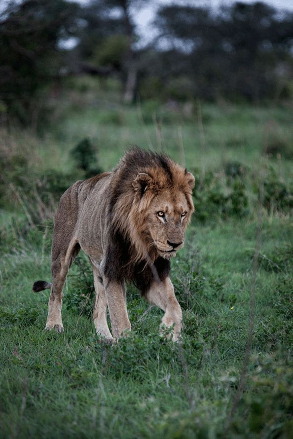 /Adam Bannister. blog.sunsafaris.com 남아프리카 일대에서 동족포식으로 악명을 떨치던 사자집단 마포고스의 최후의 멤버로 알려진 '프리티 보이'의 수척한 모습.