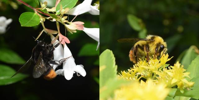 ▲ 호박벌 암컷(왼쪽)과 수컷(오른쪽). ⓒ벌볼일있는사람들