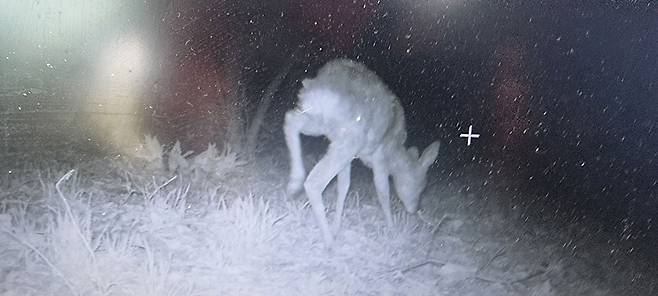 사단법인 '우이령사람들'이 진행한 가리왕산 케이블카 훼손지 야생동물 모니터링 카메라트랩에 암컷 노루가 포착됐다. 사진 우이령사람들.