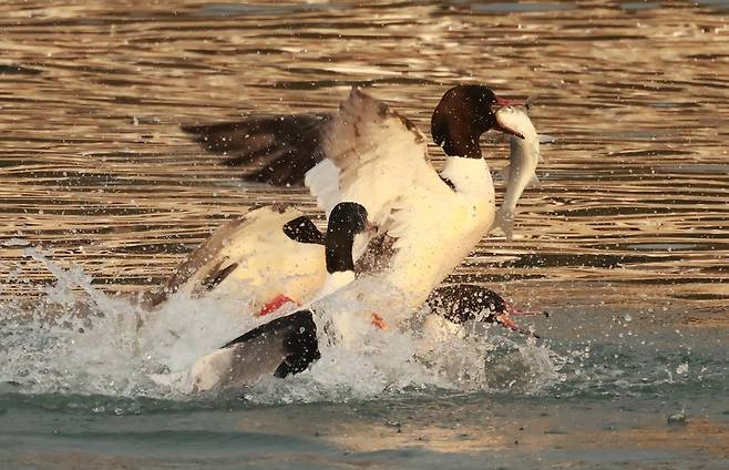숭어 잡은 비오리 [촬영 유형재]