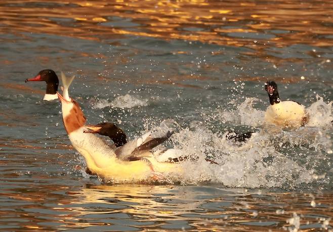 비오리들의 치열한 먹이다툼 [촬영 유형재]