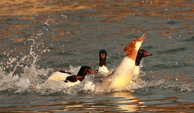 먹이 빼앗기 위해 달려드는 비오리들 [촬영 유형재]