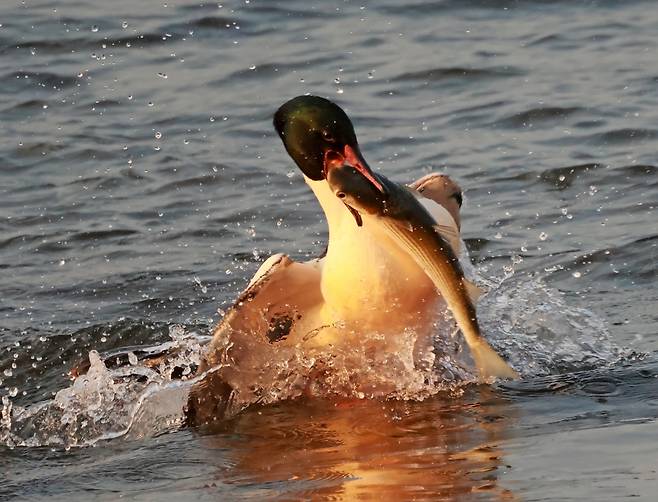 숭어 사냥한 비오리 [촬영 유형재]