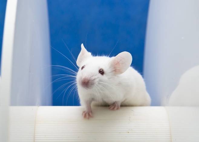 노화 연구에 사용된 쥐와 같은 종의 쥐. 게티이미지뱅크