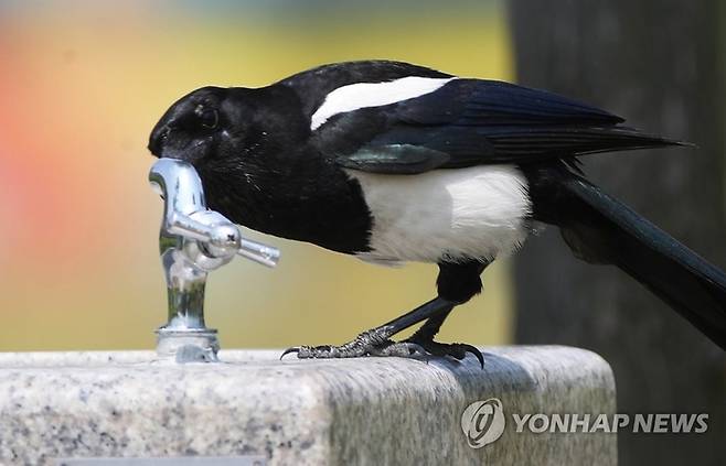 멧돼지 50만원·까치 5천원”…제주서 유해동물 사냥해볼까