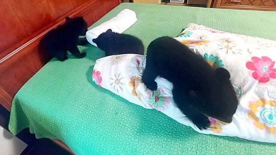 곰들의 어린 시절. 사진 A씨 부부 유족 제공