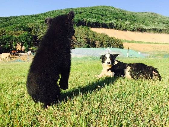 방목장에서 생활한 곰들. 당시 공격성은 없었다고 한다. 사진 A씨 부부 유족