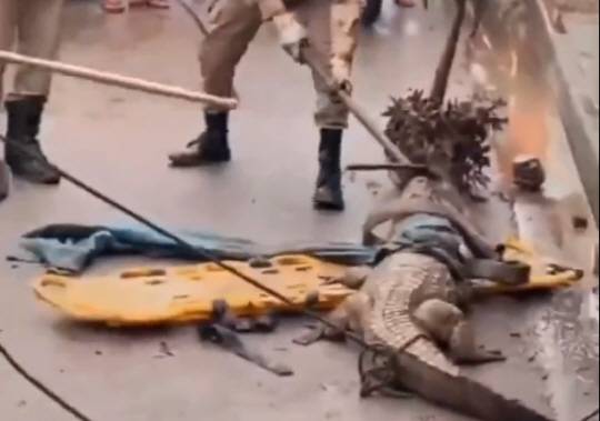 브라질 현지 경찰이 악어를 포획하고 있다. 트위터 캡처