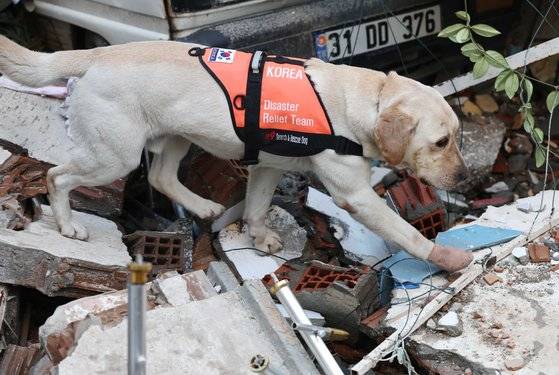 10일 오전(현지시간) 튀르키예 하타이 안타키아 시내에서 전날 구조작업 중 부상을 입은 구조견 '토백이'가 발에 붕대를 감은 채 수색작업을 이어가고 있다. 연합뉴스