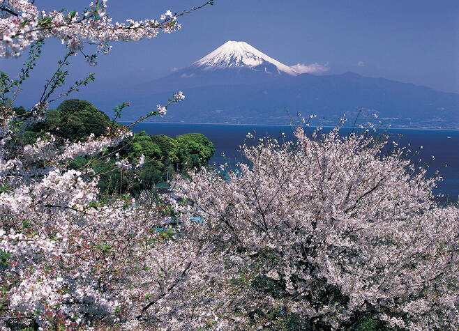 일본 시즈오카현에서는 후지산과 함께 벚꽃을 감상할 수 있다. 【매경DB】