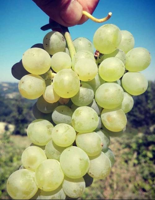 모스카토 포도.&nbsp;비에티 인스타그램 캡처