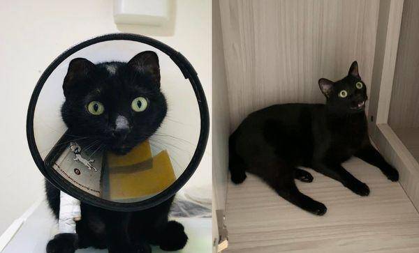 정말 이상한 고양이를 못 봤네..