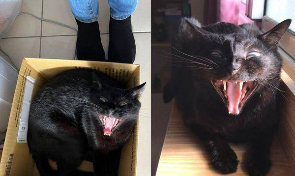 난 정상 고양이