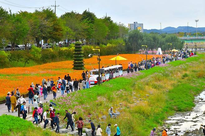 장성 황룡강 가을꽃축제, 올해도 전남 대표축제 선정