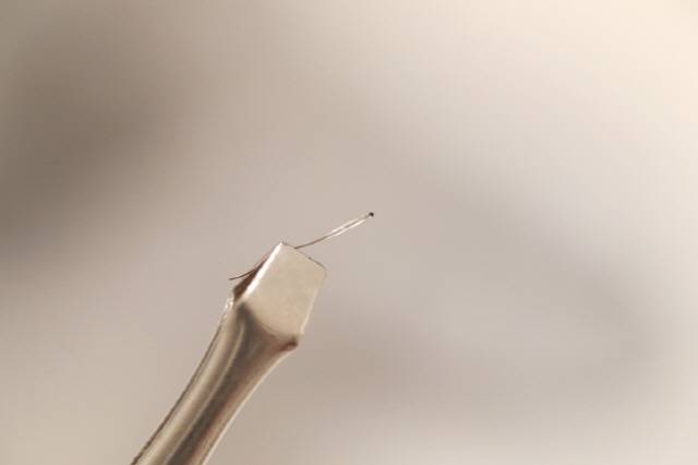 콧구멍엔 세균이 많아 코털을 잘못 뽑아 상처가 나면 염증이 잘 생기고, 심할 경우 염증 물질이 혈관을 타고 돌며 뇌막염이나 패혈증을 일으킬 수도 있다./사진=게티이미지뱅크