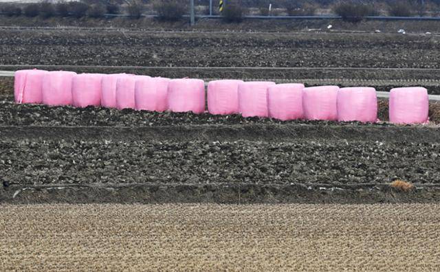 금강호 주변 논에서 쉽게 볼 수 있는 곤포 사일리지(silage). 국제 곡물 가격 인상 여파로 농민들이 소득을 위해 철새의 먹이가 되는 나락을 사일리지로 만들면서 새 먹이가 부족해졌다. 논에 방치된 사일리지는 철새의 이착륙에도 방해가 된다. 군산=왕태석 선임기자