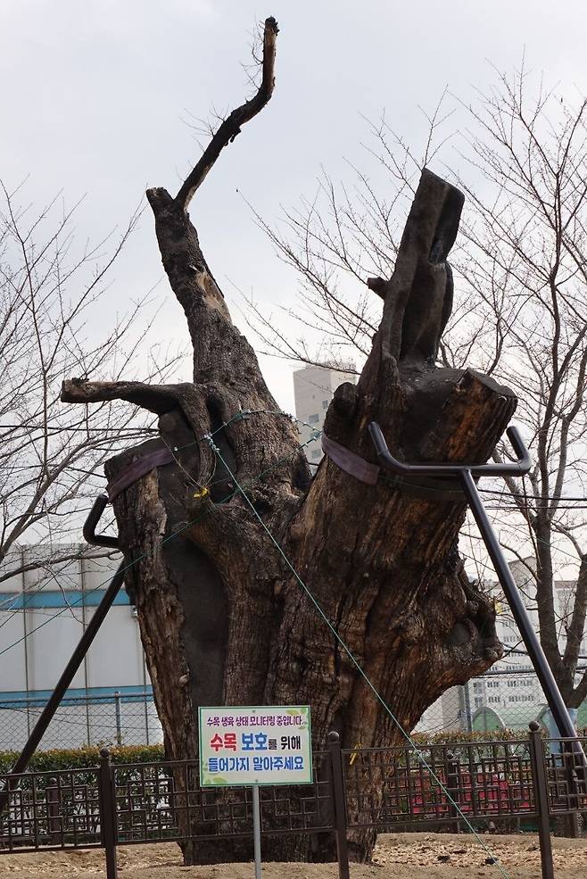 2023년 2월3일 부산 사상구 사상근린공원의 ‘500살 주례동 회화나무’. 재개발로 터전을 떠나 이식, 재이식되면서 가지와 뿌리가 대부분 제거돼 현재는 정상적 생육이 힘든 상태다. 김양진 기자