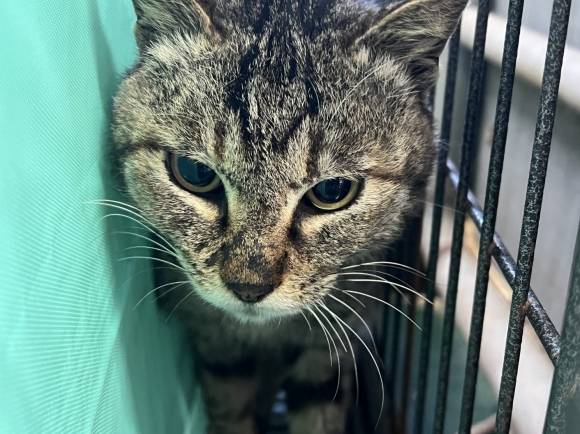 제주대학교 수의과대학 동물병원에서 보호되고 있는 마라도 고양이. 문화재청 제공