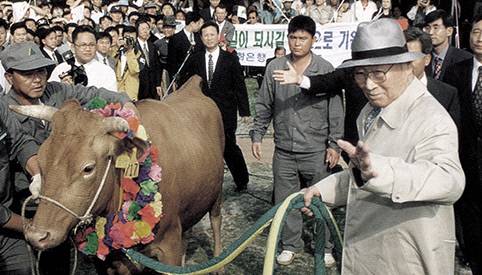 정 회장은 1998년 서산농장에서 기른 소를 이끌고 북한을 방문했다.(사진 아산정주영닷컴)