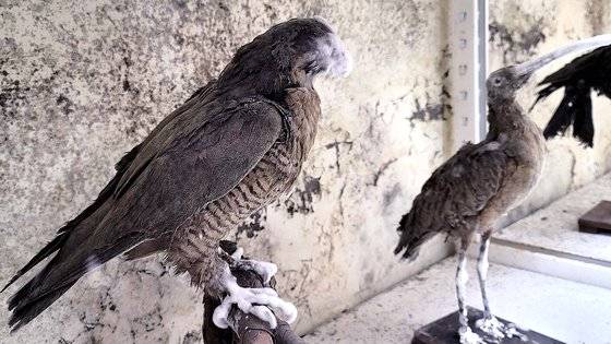 지난 2021년 8월 서울대 24동 지하 표본실을 덮은 진균(곰팡이). 사진 서울대 진균생태계통학 연구실