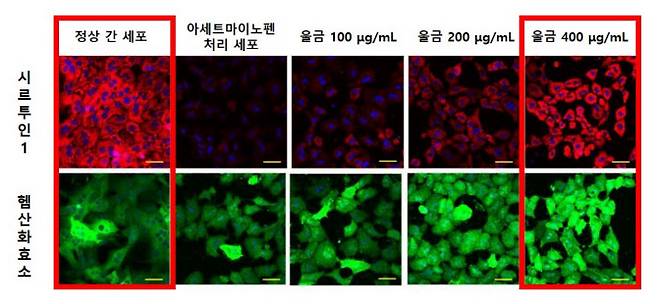 울금 농도가 높아질수록 시르투인1의 발현이 증가함에 따라 형광염색이 더욱 선명해졌으며 헴산화효소 또한 울금에 농도의존적으로 발현이 증가했다.