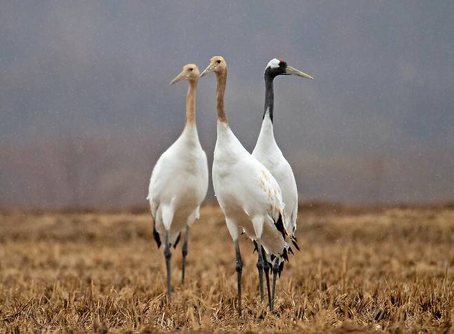 소란탐조대 두루미 가족도 같은 두루미 종의 접근을 막아 먹이터를 독차지하지만, 재두루미 가족과는 함께 겨울을 난다.