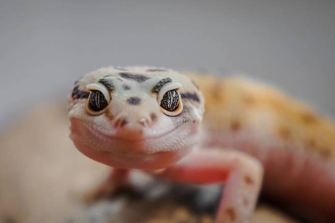 한국에서 '도마뱀붙이'라 불리는 게코(Gecko) 도마뱀 모습.