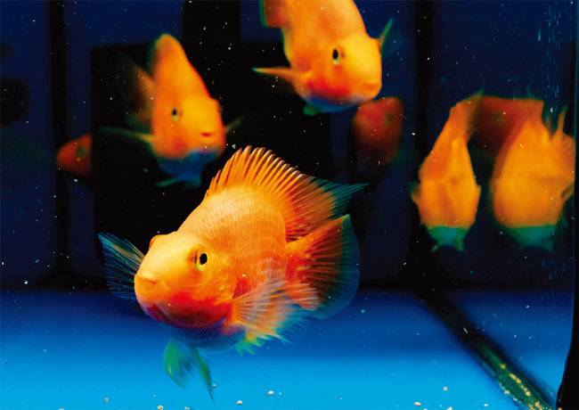 금붕어는 비교적 수명이 길어 애어인(愛魚人)과 오랜 시간 함께할 수 있다. [GETTYIMAGES]