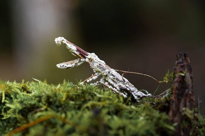백강균에게 지배당한 사마귀 사체. 박상영 제공