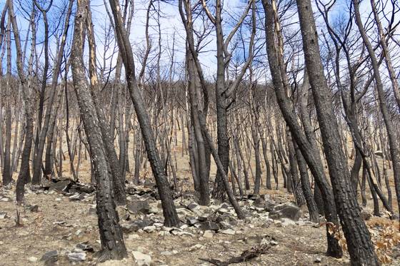 2022년 5월 31일 경남 밀양시 부북면 춘화리에서 발생한 산불은 661ha를 태웠다. 김홍준 기자