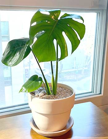 몬스테라는 반그늘 식물이라서 실내에서 키우기 좋다. 가끔씩 햇볕 잘 드는 곳에 놔 두면 더 잘 자란다.
