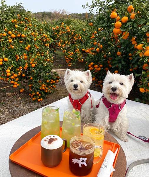 카페 ‘제주개 생활연구소’에서 그의 반려견들과 한 컷 / 허보리 화가 제공