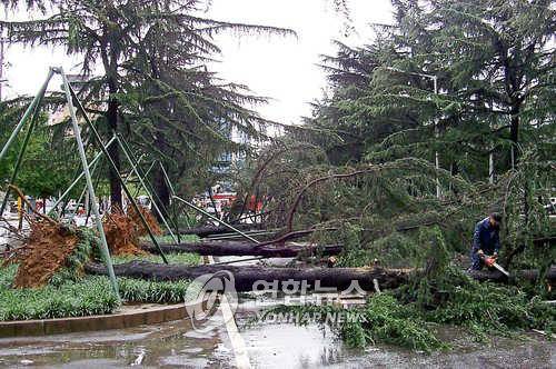 2000년 9월 강풍에 쓰러진 동대구로 가로수  [연합뉴스 자료사진]